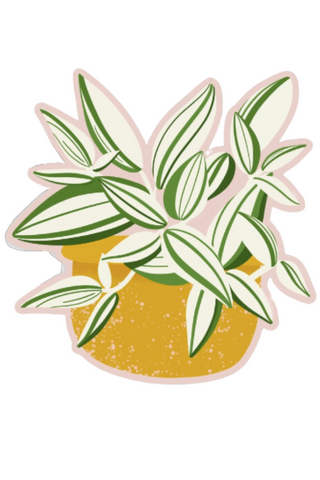 White Tradescantia Plant Sticker