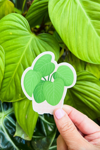 Philodendron Fuzzy Petiole Sticker