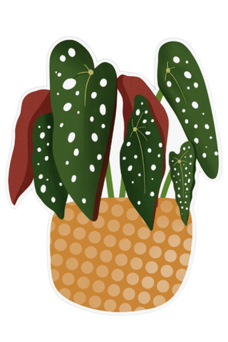 Begonia Maculata Plant Sticker