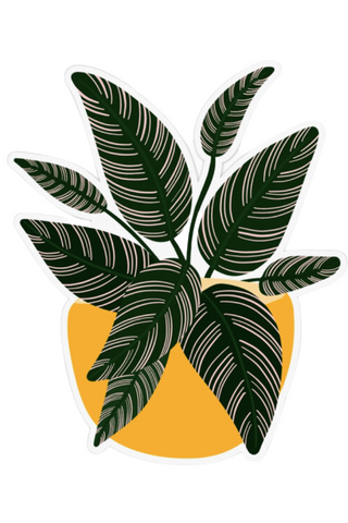 Calathea Pinstripe Plant Sticker