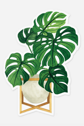 Monstera Plant Clear Sticker